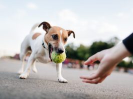 Tiny Dog (Jack Russel) Wants To Play With Ball