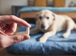 Man giving medicine to his old dog