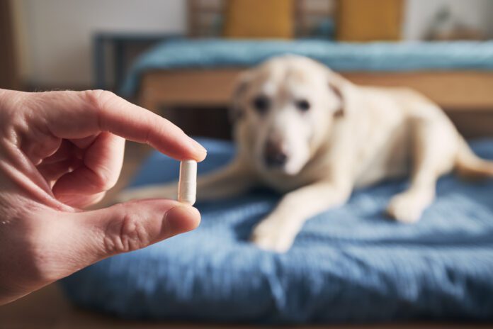 Man giving medicine to his old dog