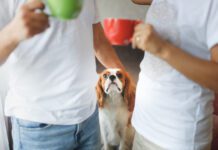 Cute couple with cups of coffee in the morning and dog breed Cavalier King Charles Spaniel at home, Dog looks at owners, cozy home morning with pet. Lifestyle in a real interior.