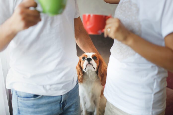 Cute couple with cups of coffee in the morning and dog breed Cavalier King Charles Spaniel at home, Dog looks at owners, cozy home morning with pet. Lifestyle in a real interior.