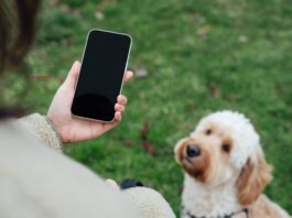 Close up of young woman using smartphone while walking her dog at the park