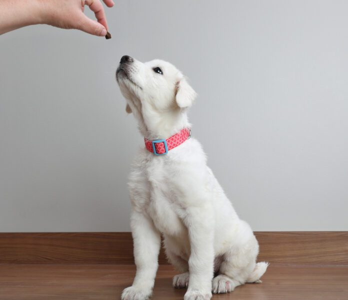 The best training treats for puppies are truly rewarding.