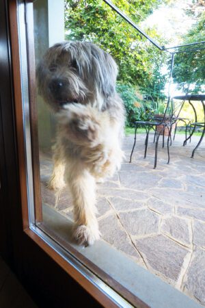 Bergamasco sheepdog knocking at window