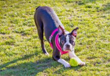 Boston Terrier puppy wearing a pink harness in a playful bow, like a down dog yoga pose, with a ball at her front paws.