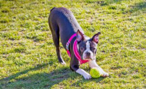 Boston Terrier puppy wearing a pink harness in a playful bow, like a down dog yoga pose, with a ball at her front paws.