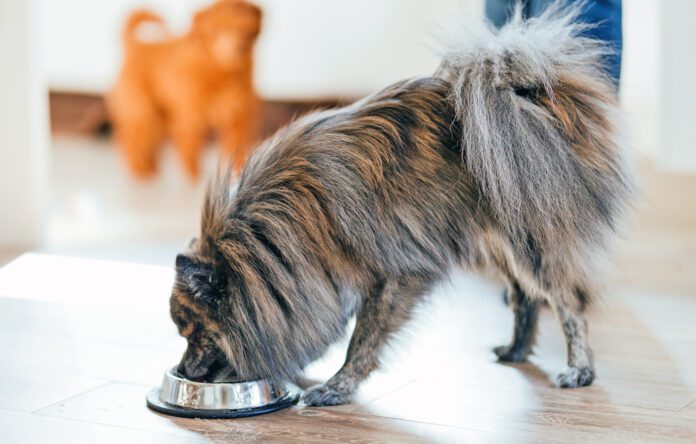 Cute Pomeranian dog eating dog food from a bowl at home