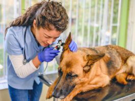 Veterinarian examining dog's ear at vet's office.