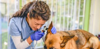 Veterinarian examining dog's ear at vet's office.