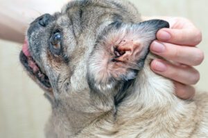 Senior pug with a sore ear. Ear mites, allergic otitis media, dirty auricle