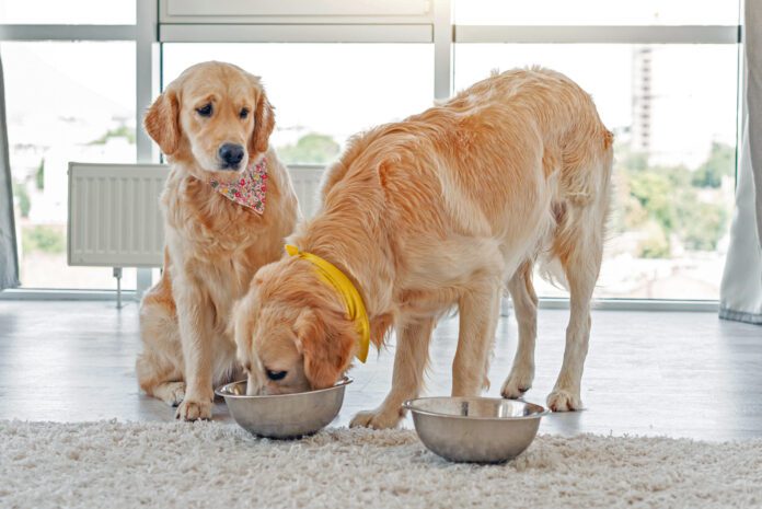 Golden retriever eating from another dog's bowl