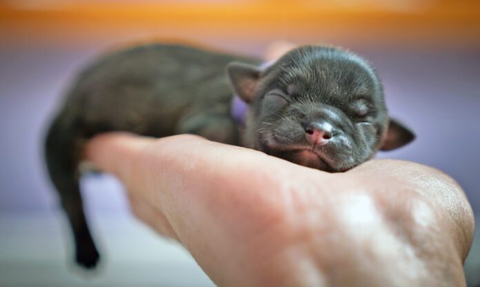 Newborn puppy