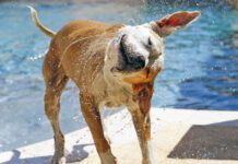 Dog shaking off water from the pool