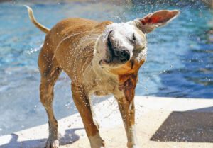 Dog shaking off water from the pool