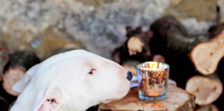 bull terrier sniffs Christmas candle