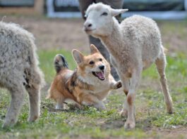 Health Issues for Dogs with Short Legs Dogs with short legs can suffer from a range of back issues and other health problems.