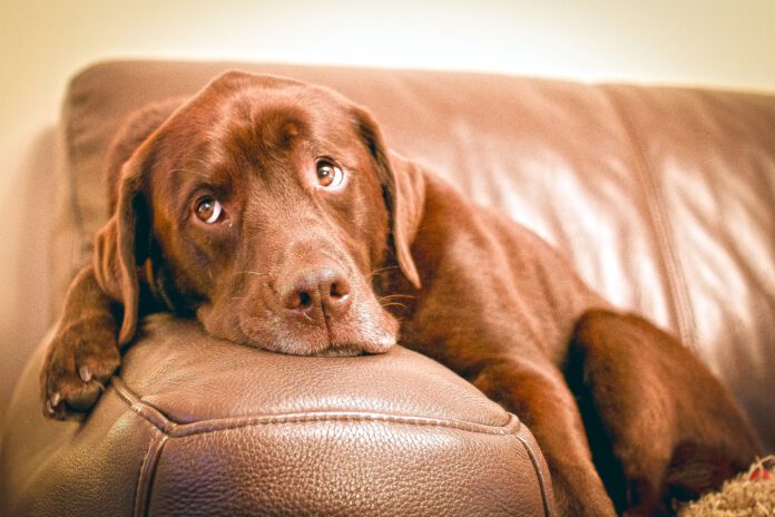 Brown labrador retriever lying on couch