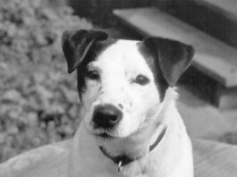 Chase was an absolutely adorable, whip-smart, and deeply troubled dog when I met him. Fortunately, he found a home with a couple who had the time and money to invest in a good trainer and a great veterinarian, who prescribed the behavior-modifying medication that helped Chase become a happy and much-loved dog. Photo by Nancy Kerns