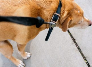 Dietary Fiber for Dogs Dog squatting on the sidewalk.