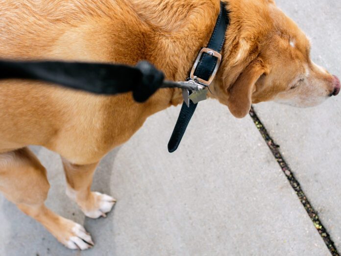 Dog squatting on the sidewalk.