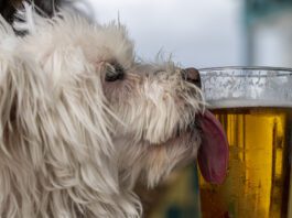Dog Licking A Beer Glass