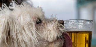 Dog Licking A Beer Glass