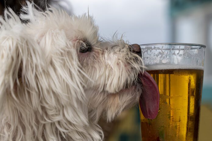 Dog Licking A Beer Glass