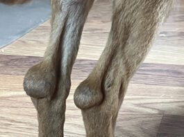 It looked like Junior had superballs stuck on the back of his hocks. In horses, we’d call this “capped hocks,” but I have never seen it in dogs, much less a puppy.