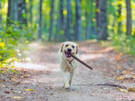 Closeup image of a yellow labrador retriever dog carring a stick in forest near Cluj-Napoca, Transylvania, Romania
