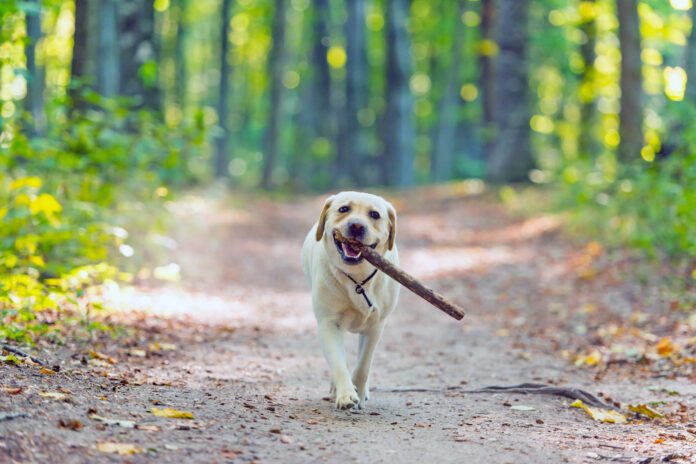 Closeup image of a yellow labrador retriever dog carring a stick in forest near Cluj-Napoca, Transylvania, Romania