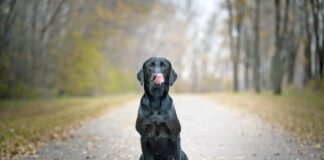 A black lab sits on its hind legs on an empty wooded trail with fallen autumn leaves, licking its tongue humorously.