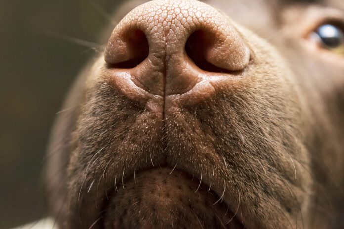 A brown nose of Labrador close up. Chocolate Labrador retriever nose. Brown labrador.