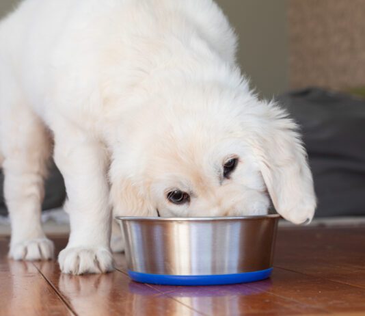 Puppy eats from a bowl indoors