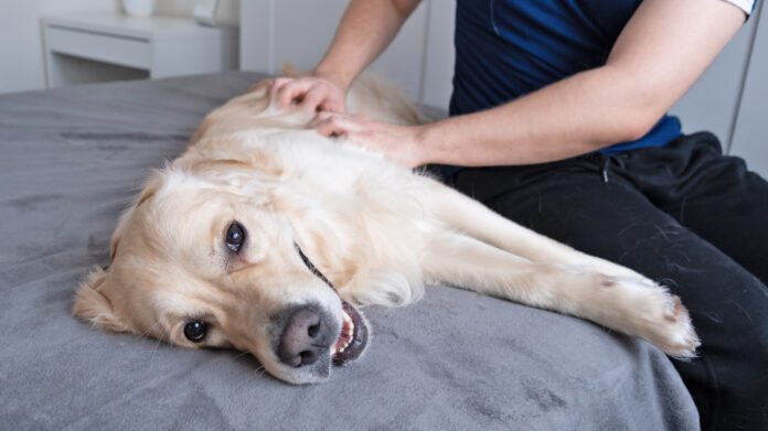 Inspect your dog’s skin monthly. Take notes and a picture of anything odd so you can note any changes the next time. Credit: Irina Kashaeva | Getty Images