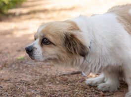 What to give a dog with constipation depends on how long the dog has been constipated.