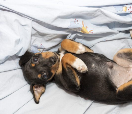 Beautiful puppy dog lying belly up with a pronounced "outie belly button," showing an umbilical hernia in puppies.