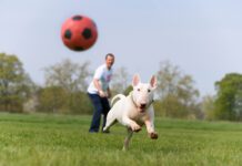 Keeping your dog fit and at a good weight will go a long way toward maintaining his active lifestyle, but arthritic joints are as inevitable for your dog as they are for us, and a good joint supplement can be money well spent. Credit: Tim Platt | Getty Images