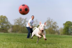 Keeping your dog fit and at a good weight will go a long way toward maintaining his active lifestyle, but arthritic joints are as inevitable for your dog as they are for us, and a good joint supplement can be money well spent. Credit: Tim Platt | Getty Images