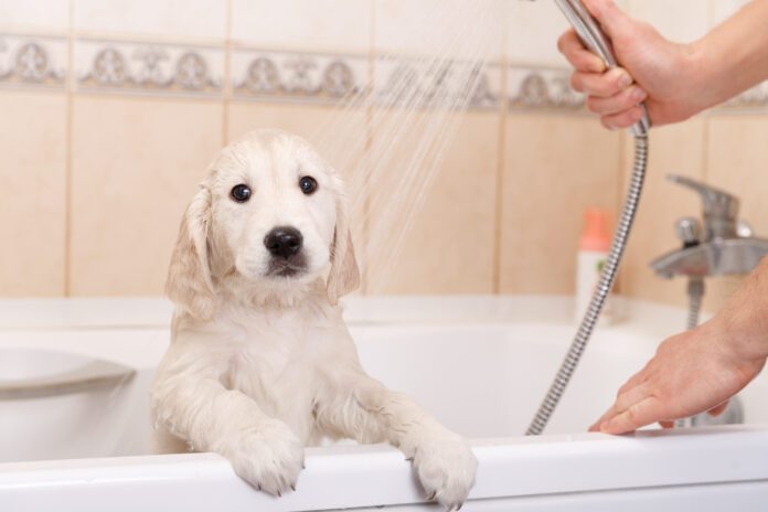 golden retriever puppy in shower