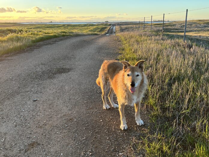 A beloved senior dog standing by the roadside looking inquisitively at the camera.