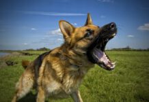 German shepherd dog with aggressive expression.
