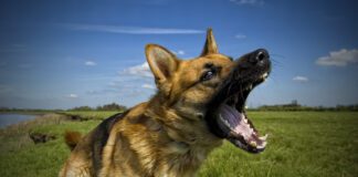 German shepherd dog with aggressive expression.