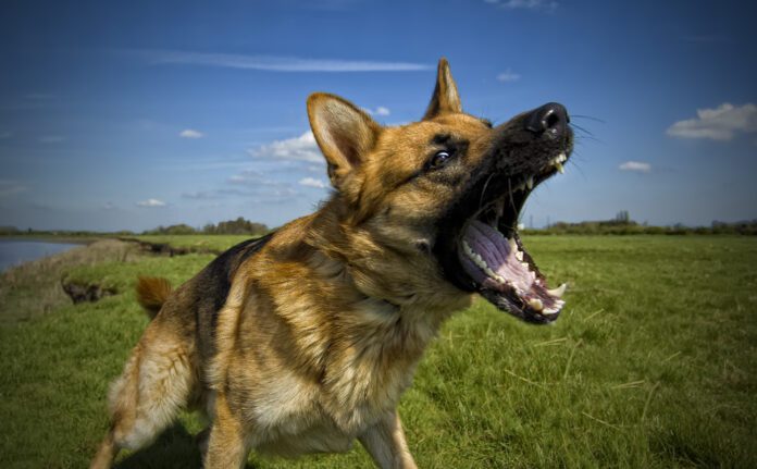 German shepherd dog with aggressive expression.