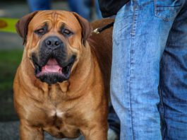 The biggest dogs in the world were bred for specific jobs, and this affects their behavior in ways you might want to consider.