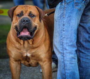 The Boerboel, Is A Large, Mastiff-Type Dog From South Africa With A Black Mask And A Short Coat