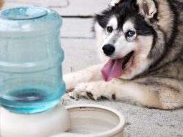 What is Cushing’s Disease in Dogs This overweight dog suffers from Cushing’s Syndrome, causing him to experience constant thirst, drink too much water, and have to urinate frequently. Photo by ktaylorg, Getty Images