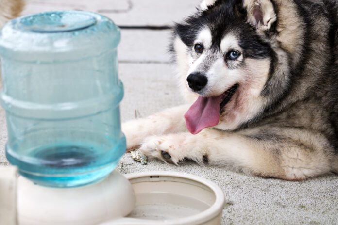 This overweight dog suffers from Cushing’s Syndrome, causing him to experience constant thirst, drink too much water, and have to urinate frequently. Photo by ktaylorg, Getty Images