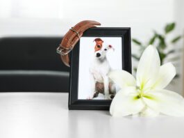 Frame with picture of dog, collar and lily flower on white table indoors, closeup. Pet funeral