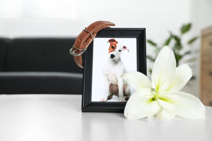 Frame with picture of dog, collar and lily flower on white table indoors, closeup. Pet funeral