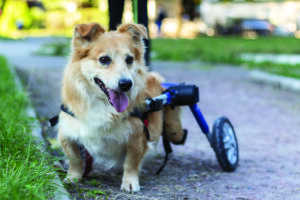 Happy joyful dog while walking in park. Day in the life of dog with disability.